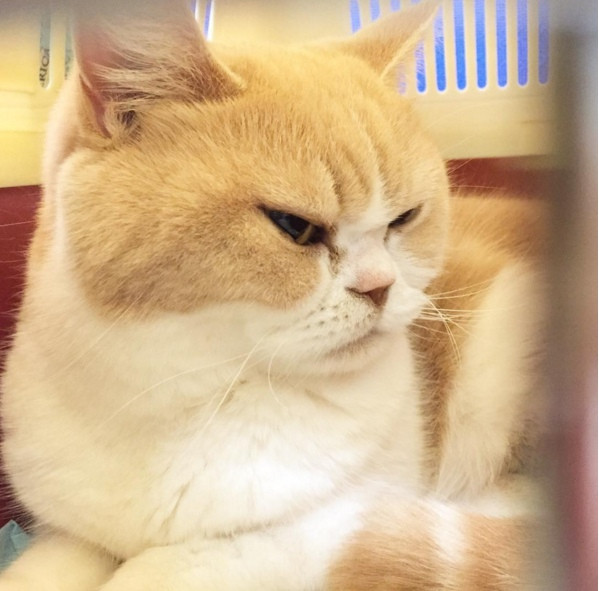 Koyuki là một cô mèo thuộc giống Scottish