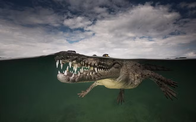 Con cá sấu ở Jardines de la Reina, Cuba.