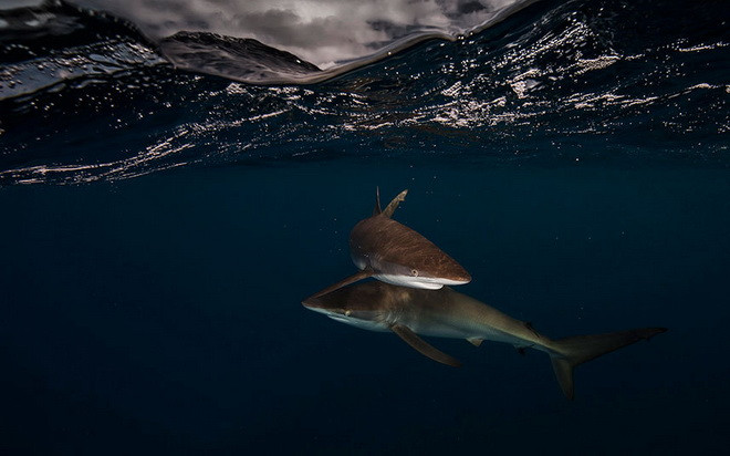 Hai con cá mập chơi đùa với nhau ở Jardines de la Reina, Cuba. Hai con cá mập chơi đùa với nhau ở Jardines de la Reina, Cuba.