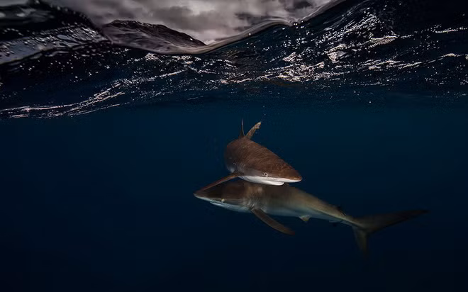 Hai con cá mập chơi đùa với nhau ở Jardines de la Reina, Cuba.
