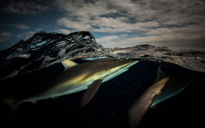 Hai chú cá mập ở Jardines de la Reina, Cuba. Hai chú cá mập ở Jardines de la Reina, Cuba.