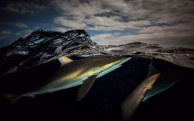 Hai chú cá mập ở Jardines de la Reina, Cuba.