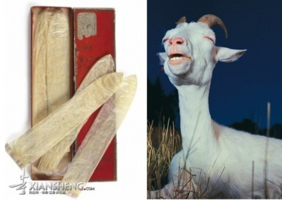 Bao tránh thai thời trung cổ được làm từ ruột động vật Những câu chuyện lạ về bao tránh thai