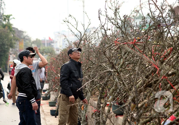 Chán hoa đào, người Hà Nội mua “củi khô” giá 2 triệu đồng chơi rằm tháng Giêng