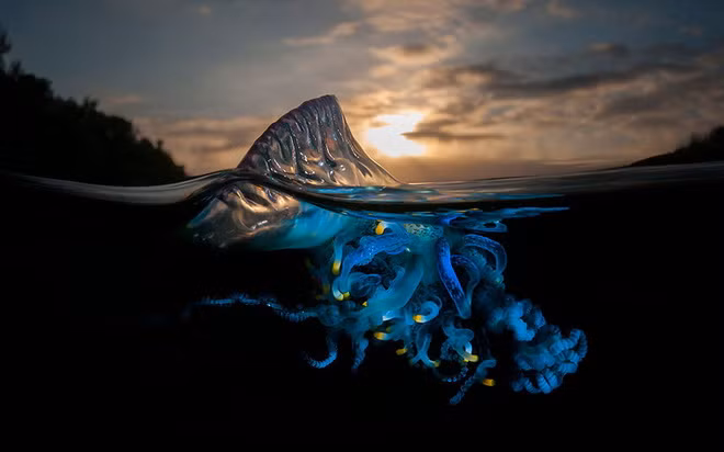 Con sứa ở Vịnh Bushrangers, Australia.