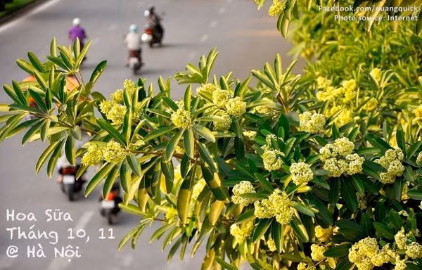 Hãy xem bộ ảnh này để thấy Việt Nam mình có những mùa lúa, mùa hoa thật đẹp! - Ảnh 21.