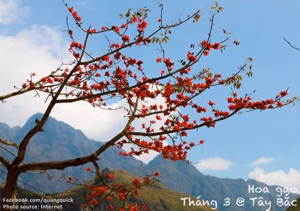 Hãy xem bộ ảnh này để thấy Việt Nam mình có những mùa lúa, mùa hoa thật đẹp! - Ảnh 6.