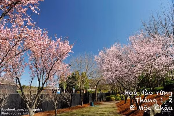 Hãy xem bộ ảnh này để thấy Việt Nam mình có những mùa lúa, mùa hoa thật đẹp! - Ảnh 3.