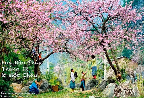 Hãy xem bộ ảnh này để thấy Việt Nam mình có những mùa lúa, mùa hoa thật đẹp! - Ảnh 26.