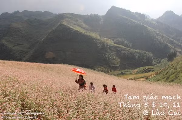 Hãy xem bộ ảnh này để thấy Việt Nam mình có những mùa lúa, mùa hoa thật đẹp! - Ảnh 30.