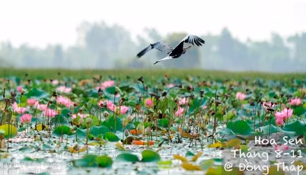 Hãy xem bộ ảnh này để thấy Việt Nam mình có những mùa lúa, mùa hoa thật đẹp! - Ảnh 19.