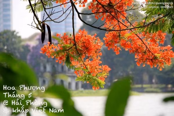 Hãy xem bộ ảnh này để thấy Việt Nam mình có những mùa lúa, mùa hoa thật đẹp! - Ảnh 15.