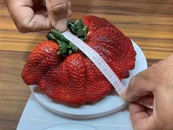 Quả dâu tây nặng nhất thế giới.