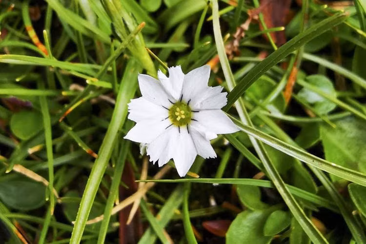 Độc lạ: bông hoa tỏa sáng nhất thế giới khép cánh chỉ sau 7 giây ảnh 1