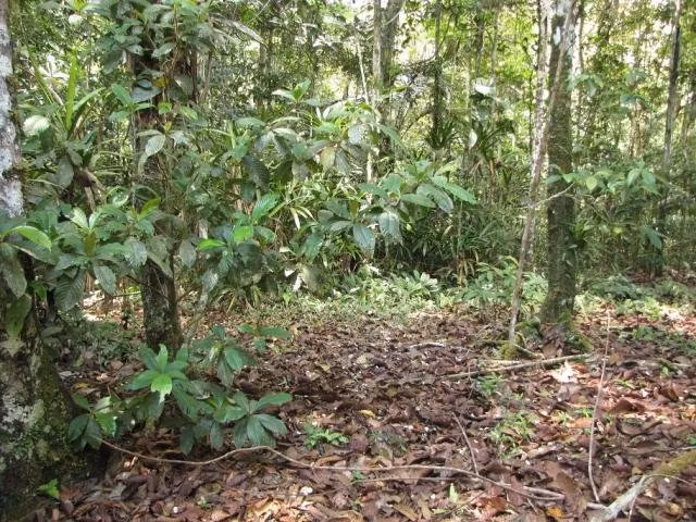 Khu vườn của quỷ trong rừng nhiệt đới Amazon.