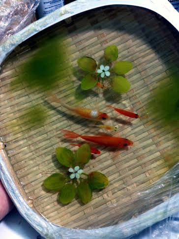 Tranh 3D, tranh cá, tranh cá 3D, 8x, Lê Phạm Chiến Thắng, tranh nghệ thuật, tranh-3D, tranh-cá, tranh-cá-3D, Lê-Phạm-Chiến-Thắng, tranh-nghệ-thuật Tranh 3D, tranh cá, tranh cá 3D, 8x, Lê Phạm Chiến Thắng, tranh nghệ thuật, tranh-3D, tranh-cá, tranh-cá-3D, Lê-Phạm-Chiến-Thắng, tranh-nghệ-thuật