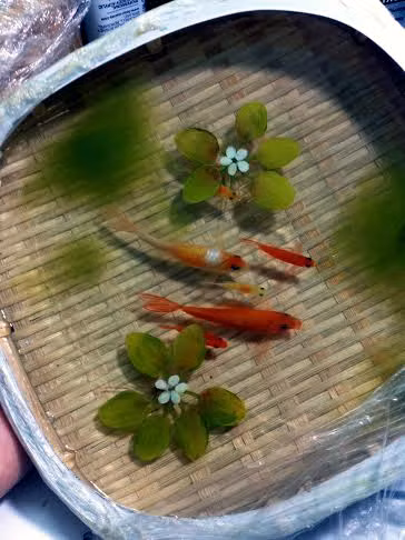 Tranh 3D, tranh cá, tranh cá 3D, 8x, Lê Phạm Chiến Thắng, tranh nghệ thuật, tranh-3D, tranh-cá, tranh-cá-3D, Lê-Phạm-Chiến-Thắng, tranh-nghệ-thuật