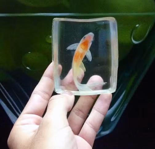 Tranh 3D, tranh cá, tranh cá 3D, 8x, Lê Phạm Chiến Thắng, tranh nghệ thuật, tranh-3D, tranh-cá, tranh-cá-3D, Lê-Phạm-Chiến-Thắng, tranh-nghệ-thuật