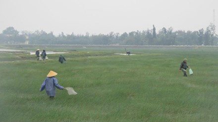 Cá chết cóng trắng đồng ở Hà Tĩnh, dân đổ xô đi vớt ảnh 1 Cá chết cóng trắng đồng ở Hà Tĩnh, dân đổ xô đi vớt ảnh 1