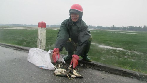 Cá chết cóng trắng đồng ở Hà Tĩnh, dân đổ xô đi vớt ảnh 2 Cá chết cóng trắng đồng ở Hà Tĩnh, dân đổ xô đi vớt - ảnh 1
