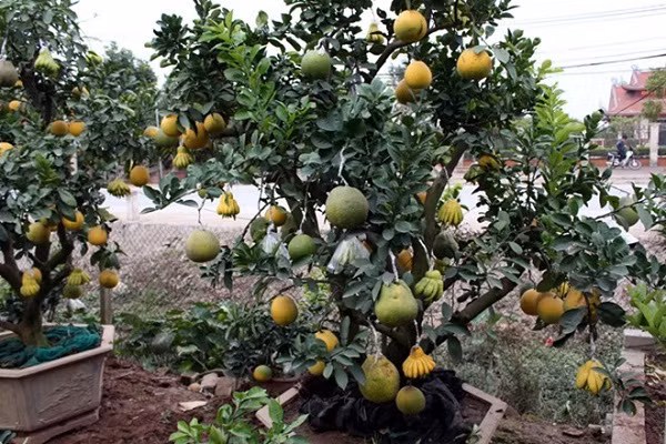  Hàng trăm quả bưởi vàng xen kẽ quả phật thủ được ghép trên những gốc bưởi có thâm niên 10-15 năm được bày dọc đường Văn Giang, Hưng Yên với giá 15-17 triệu đồng. Ảnh: Vietnamnet 