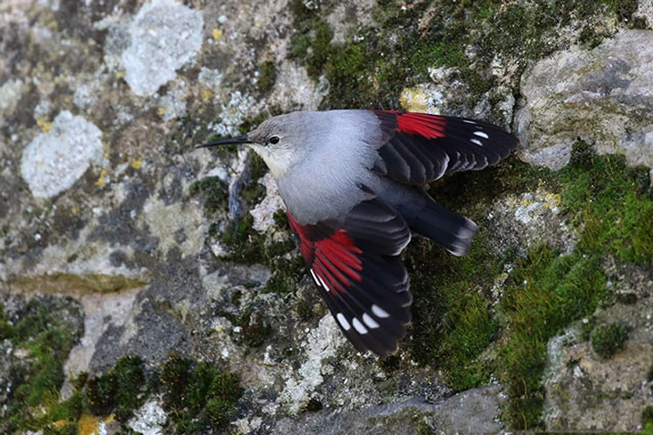 Ấn tượng với bộ lông của chim Wallcreeper