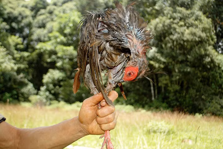 Ám ảnh sau chuyến theo chân thợ săn ở Lâm Đồng