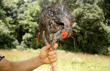 Am anh sau chuyen theo chan tho san o Lam Dong - Anh 3