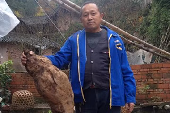 "Vua sắn dây" dài 1,4 mét giống hình chân người