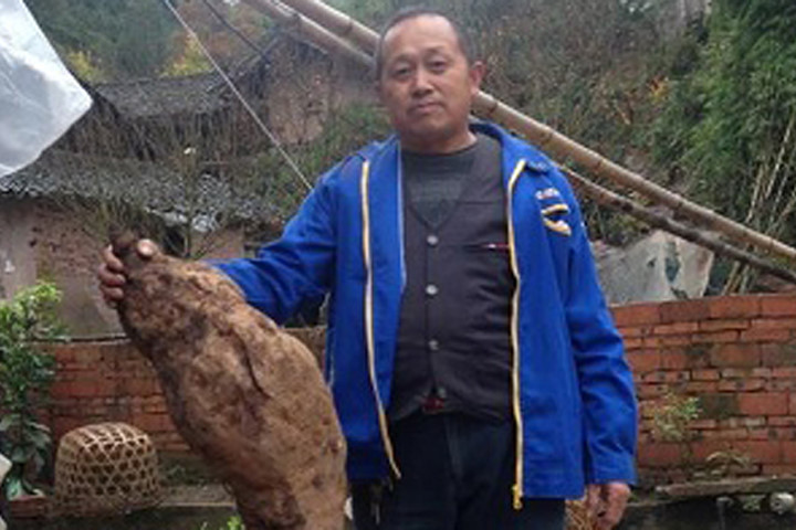 "Vua sắn dây" dài 1,4 mét giống hình chân người