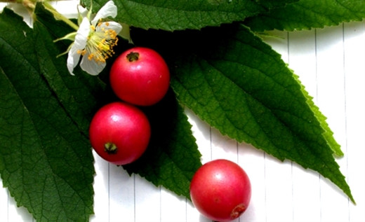 Khong ngo qua va la cay trung ca lai la than duoc hiem co?!