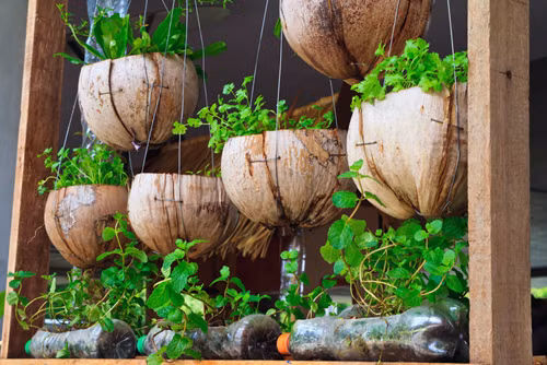 Trồng rau sạch trong vỏ dừa cho cả nhà bữa ăn an toàn, đảm bảo - Ảnh 3