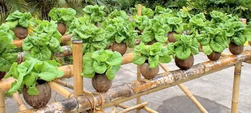 Trồng rau sạch trong vỏ dừa cho cả nhà bữa ăn an toàn, đảm bảo