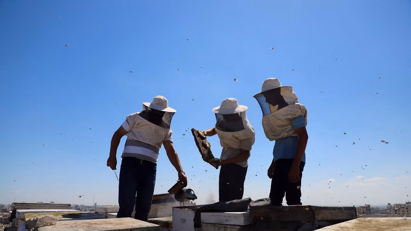 Mật ong giữa đống đổ nát Gaza