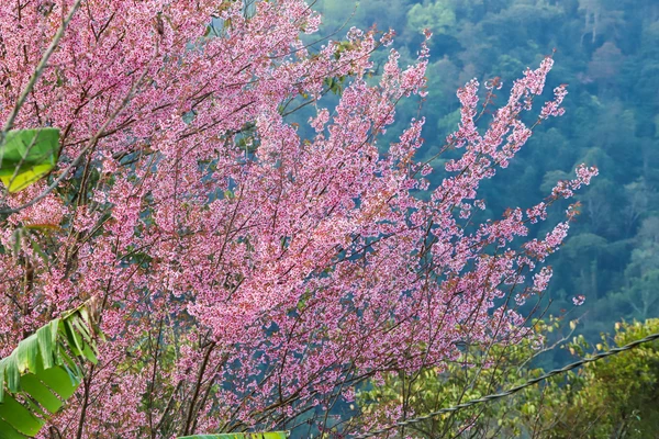 Hoa anh đào ở xã Mường Típ, Nghệ An. (Ảnh: Rạng Đông)