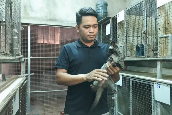 Mô hình nuôi chồn hương của anh Phạm Viết Phi. (Ảnh: Phạm Tâm)
