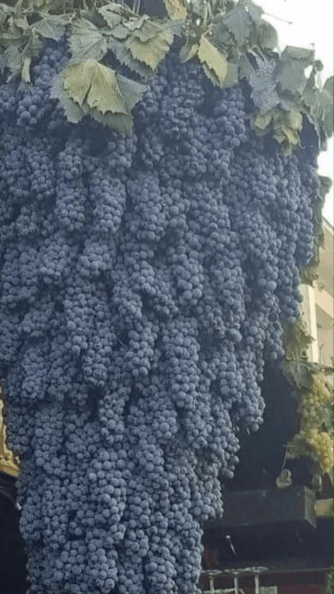 Giàn nho "khủng" sai trĩu cành, cả trăm chùm quả kết lại dày đặc từ ngọn xuống gốc khiến cộng đồng mạng kinh ngạc - Ảnh 1. Giàn nho "khủng" sai trĩu cành, cả trăm chùm quả kết lại dày đặc từ ngọn xuống gốc khiến cộng đồng mạng kinh ngạc - Ảnh 1.