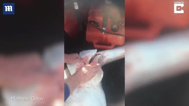 Thấy bụng cá mập đã chết vẫn chuyển động kỳ lạ, người đàn ông cầm dao hành động dứt khoát, nào ngờ cứu được gần 100 sinh mạng - Ảnh 4. Thấy bụng cá mập đã chết vẫn chuyển động kỳ lạ, người đàn ông cầm dao hành động dứt khoát, nào ngờ cứu được gần 100 sinh mạng - Ảnh 4.