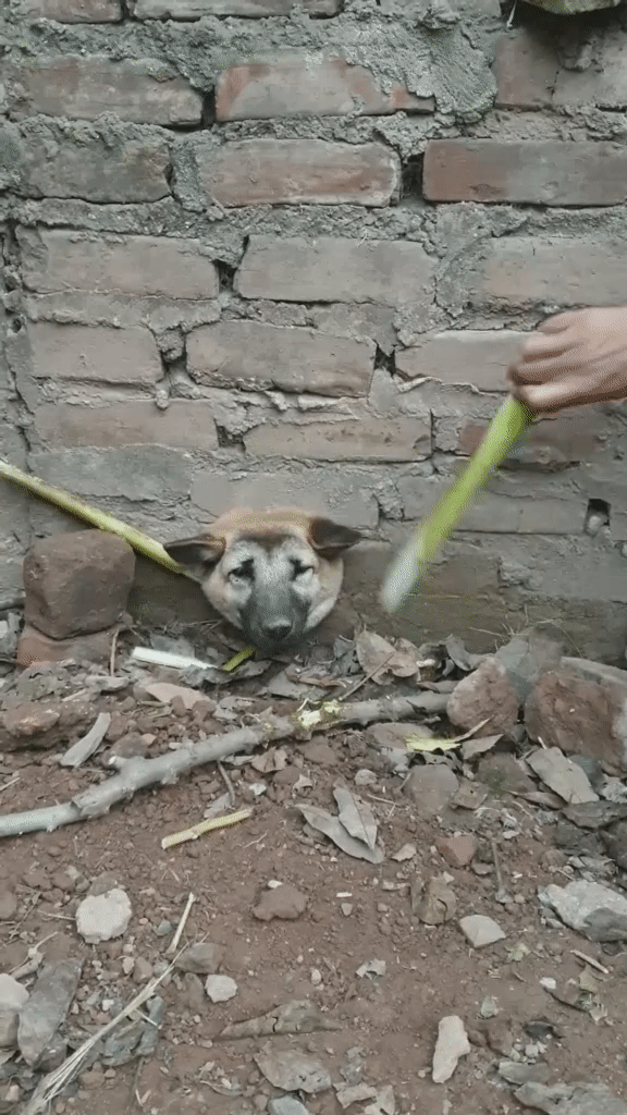 Thót tim màn giải cứu chú chó kẹt đầu như phim Tôn Ngộ Không ảnh 1 Thót tim màn giải cứu chú chó kẹt đầu như phim Tôn Ngộ Không ảnh 1