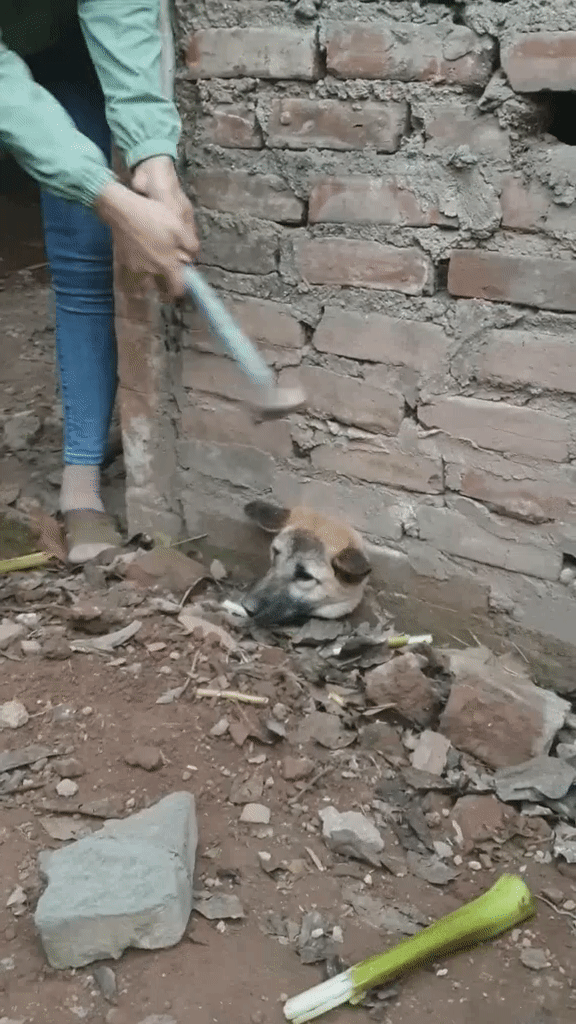 Thót tim màn giải cứu chú chó kẹt đầu như phim Tôn Ngộ Không ảnh 2 Thót tim màn giải cứu chú chó kẹt đầu như phim Tôn Ngộ Không ảnh 2