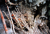 Dựng tóc gáy với những cái xác hun khói ở Papua New Guinea ảnh 2