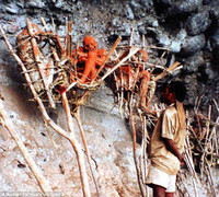 Dựng tóc gáy với những cái xác hun khói ở Papua New Guinea ảnh 9