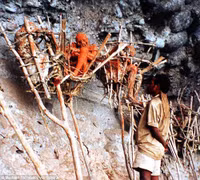 Dựng tóc gáy với những cái xác hun khói ở Papua New Guinea ảnh 9