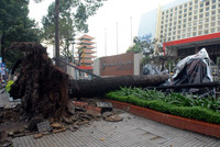 Mưa lớn, cây xanh đổ đè bẹp hơn 50 xe máy ở TP.HCM ảnh 3