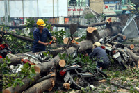 Mưa lớn, cây xanh đổ đè bẹp hơn 50 xe máy ở TP.HCM ảnh 2