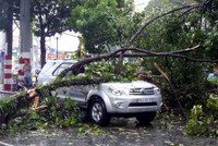 Mưa lớn, cây xanh đổ đè bẹp hơn 50 xe máy ở TP.HCM ảnh 6