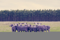 Lạ lùng những chú cừu mang sắc cầu vồng