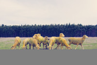 Lạ lùng những chú cừu mang sắc cầu vồng