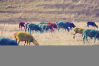 Lạ lùng những chú cừu mang sắc cầu vồng