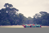 Lạ lùng những chú cừu mang sắc cầu vồng